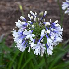 Image result for Agapanthus codii