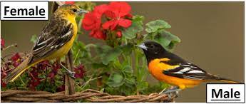 The orioles swept all three games that weekend. Orioles In Michigan 2 Species W Range Maps Bird Watching Hq