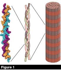 What are three types of muscle cells quora. Understanding Ligaments And Tendons In Horses American Farriers Journal