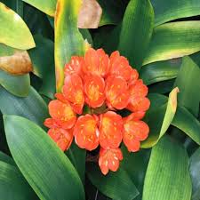 Image result for Clivia miniata