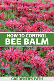 Is Bee Balm Invasive How To Control Monarda Gardener S Path