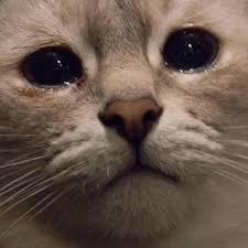 Mikecrack 2020 Extra Cat Throwing Up Cats Animals Beautiful