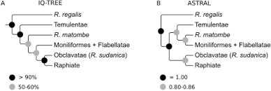 Image result for Raphia ruwenzorica