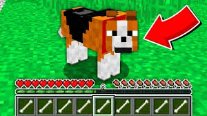 Fakir 1 Gunlugune Kopek Oldu Minecraft Youtube