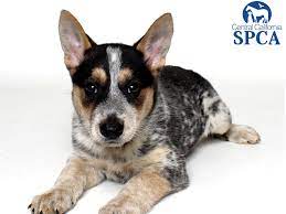 If you are looking for a cattle dog puppy, be sure to discuss what you are looking for with your breeder. Sheila A41385355 Is A 3 Month Old Female Tricolor Australian Cattle Dog Mix Central California Spca Fresno Ca