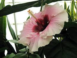 Even though many of them can give a garden a tropical effect, the plants here have form. Hibiscus University Of Florida Institute Of Food And Agricultural Sciences