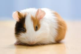 It's about to classy in here. 72 Cute And Funny Guinea Pig Names Pethelpful