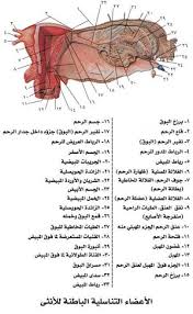 الجهاز التناسلي الأنثوي بشري المعرفة