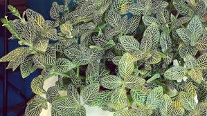 The easiest solution for frost protection is to keep plants in containers that are light enough to move indoors or under awnings when a cold snap is predicted. How To Keep Your Houseplants Alive Hint Don T Love Them To Death Los Angeles Times