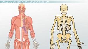When it relaxes, the attachment. Skeletal System And Muscular System Clep Class Video Study Com
