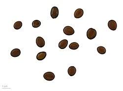 Image result for Entada chrysostachys