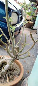 Masa lapang menanam pokok kemboja cina melur asal tumbuhan. Pokok Bunga Kemboja Cina Diserang Ulat Daun Atul Hamid