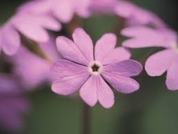 The arching horizontal racemes of up to 20 pendent flowers are borne in spring and early summer. Flowers With Pink Heart Shaped Petals Picture Preview 10wallpaper Com