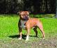 Female Staffordshire Bull Terrier Puppies for Sale