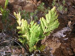 Image result for Todea