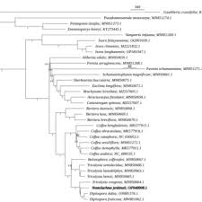 Image result for Belonophora coffeoides