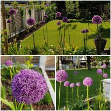 Eine Meiner Lieblinge Im Garten Sind Die Allium Zierlauch Sorten In Lila Und Weiss Neben Dem Lavendel War Sie Eine Der Ersten Di Secret Garden Plants Garden