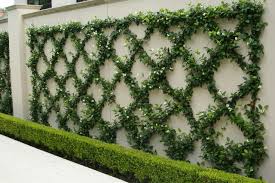 Trachelospermum jasminoides is a species of flowering plant in the family apocynaceae, native to eastern and southeastern asia (japan, korea, southern china and vietnam). Great Design Plant Fragrant Trachelospermum Jasminoides