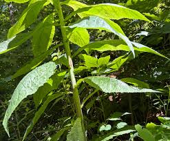 Image result for Lactuca glandulifera