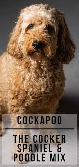 Cockapoo A Complete Guide To The Cocker Spaniel Poodle Mix