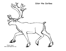 As caribou dive, the feet often serve as paddles. Caribou Coloring Page