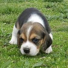 The length of the description field was increased. Dogs Classifieds Home Raised Cute And Affordable Beagle Puppies Beagle Puppy Cute Animals Cute Beagles