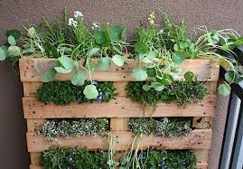 What vegetables grow in a pallet? D I Y Shipping Pallet Vertical Garden Improvised Life