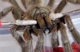 Learn about spider venom and how a very small percentage of spiders are venomous to humans. Method Of Bleeding Of The Spider S Venom By Using The Discharge Download Scientific Diagram