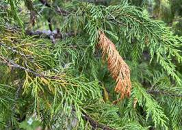 Image result for kabatina thujae