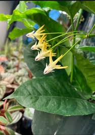 Image result for hoya multiflora