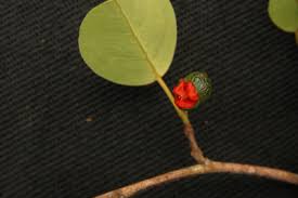 Image result for Maprounea