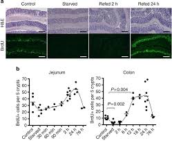 When using a liquid, victims only survive a matter of minutes. Microbiota Derived Lactate Accelerates Colon Epithelial Cell Turnover In Starvation Refed Mice Nature Communications
