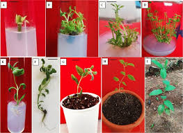 Image result for Lippia javanica