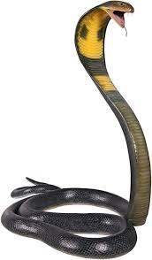 This page is for the enjoyment of fans of these wonderful characters! Amazon Com Design Toscano Ne160182 King Cobra Statue Full Color Garden Outdoor