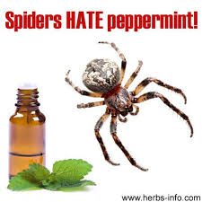 Keep Spiders Away Naturally 10 To 15 Drops Of Peppermint Essential Oil To A Spray Bottle Full Of Water Peppermint Essential Oil Get Rid Of Spiders Remedies