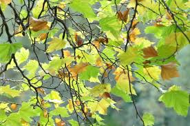 Thailand baptist missionary fellowship (est. Kostenlose Fotos Zum Thema Temperate Broadleaf And Mixed Forests Auf Ccnull De