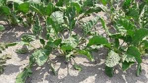 Des Exploitations Agricoles Recherchent Des Saisonniers Dans La Somme