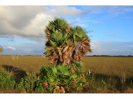 We did not find results for: Acoelorraphe Wrightii Everglades Palm Native Plants Of North America
