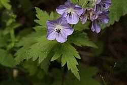 Image result for Geranium mlanjense