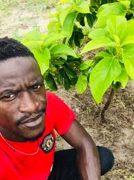 Avocado and orange trees with organic compost