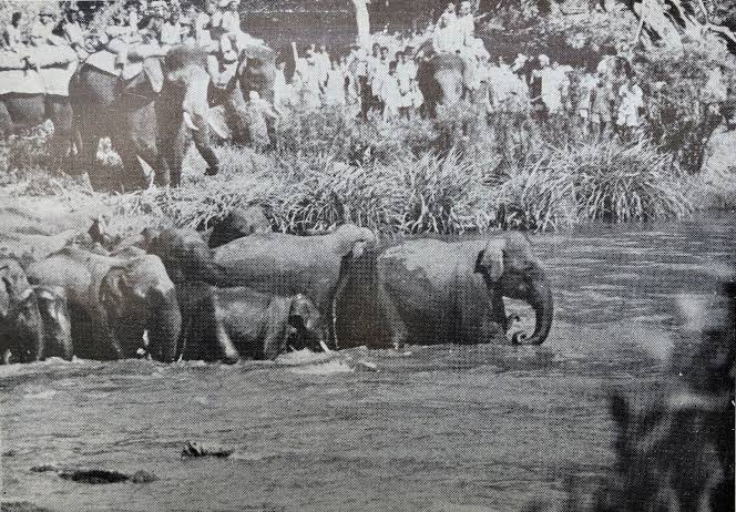KHEDDA — CAPTURING WILD ELEPHANTS IN MYSORE | by N S Vinodh | Medium