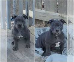 Maybe you would like to learn more about one of these? Puppyfinder Com American Pit Bull Terrier Puppies Puppies For Sale Near Me In Colorado Usa Page 1 Displays 10