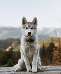 Siberian husky dogs for adoption in wisconsin, usa, page 1 (10 per page) puppyfinder.com is proud to be a part of the online adoption community. Read Message Wi Rr Com Siberianhusky Husky Puppy Cute Husky Puppies Dog Breeds