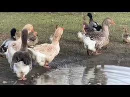 Reproduction Canard Et Oie 2020 Youtube En 2020 Reproduction Canard