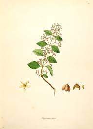 Image result for Hippocratea indica