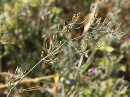 Image result for Dicliptera paniculata