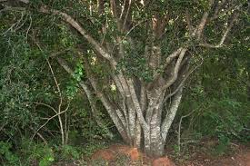 Image result for Mystroxylon