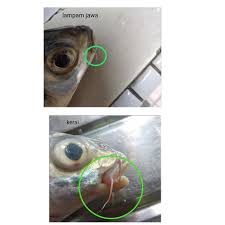 Ikan terkilat (= terkilap) jala tiba. Toowild Pets Ini Ikan Lampam Ke Ikan Kerai Satu Facebook