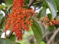 Image result for Combretum paniculatum