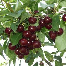 Whether you like them sweet or tart,. Athos Cherry Tree Buy Dwarf Or Patio Cherry Trees